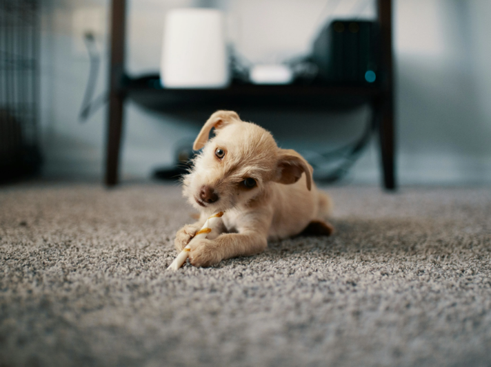 Puppy chewing a toy on a durable pet friendly carpet floor