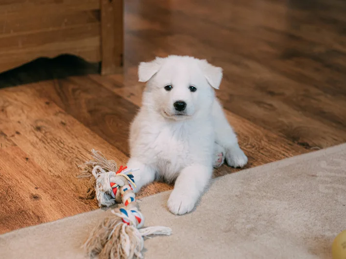 White puppy on a durable LVP floor